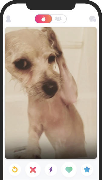 dog pic on an iphone